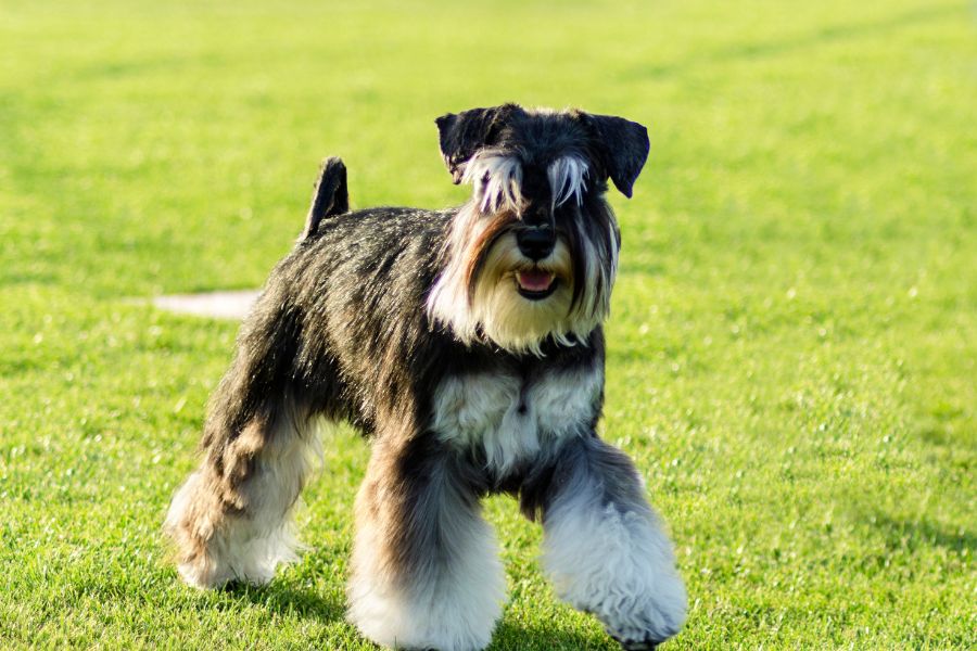 do miniature schnauzers smell