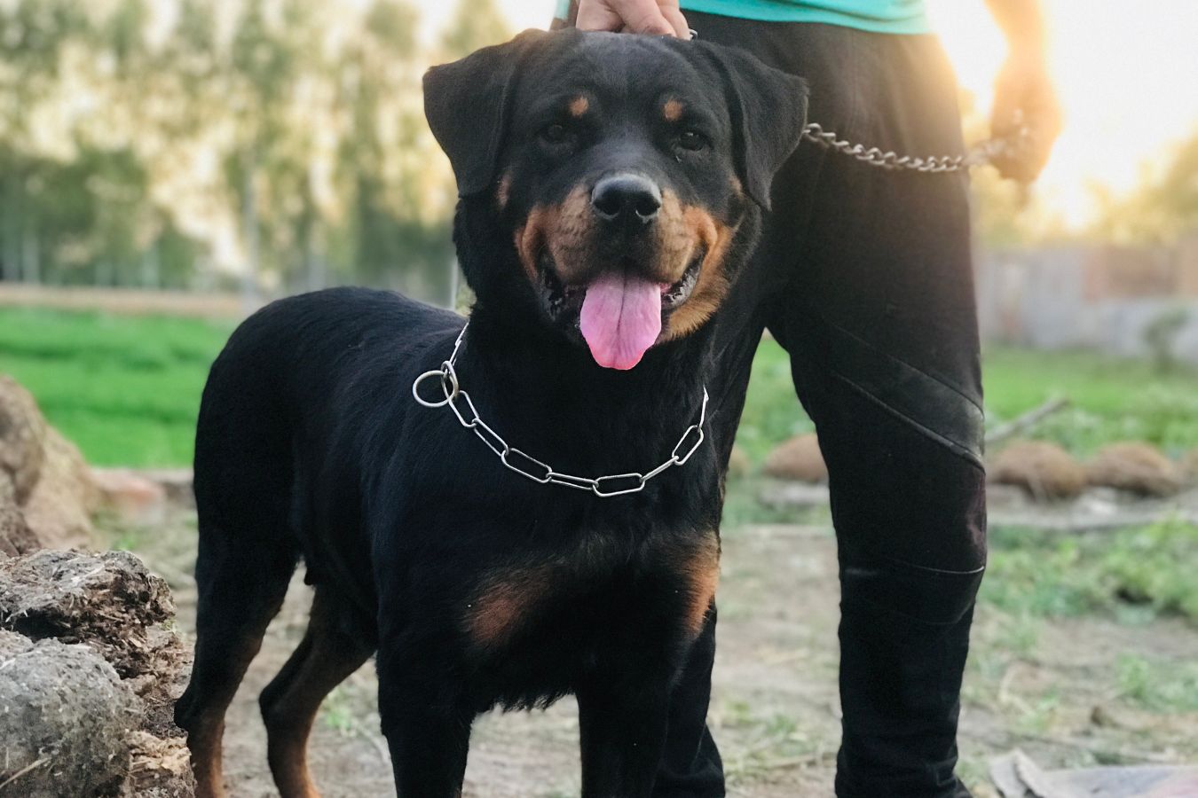 are rottweilers tolerant to snow