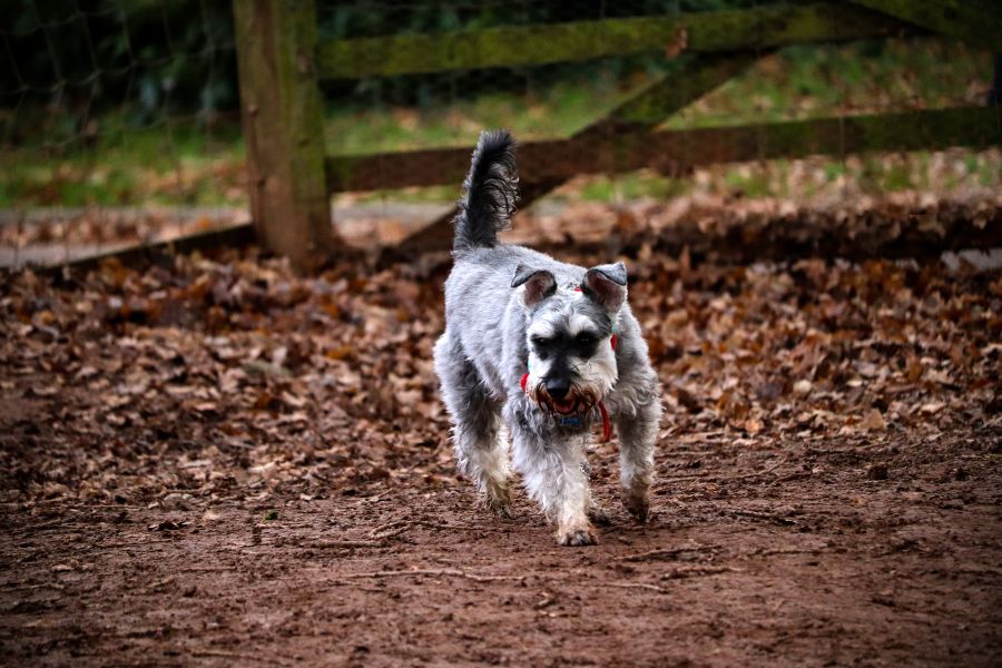 49 Facts About Miniature Schnauzer You Should Know Before You Buy it -  Taglec