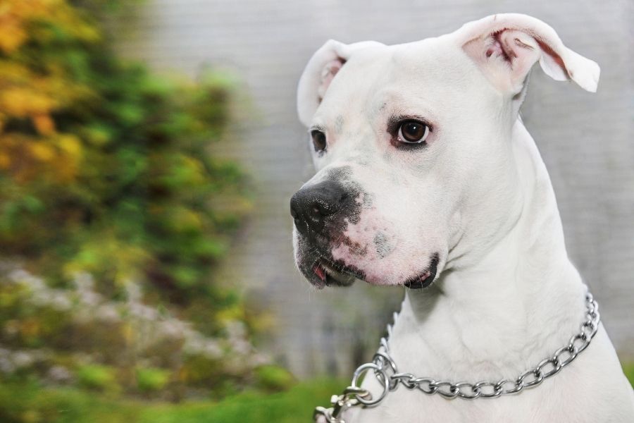 white pitbull with black spots on skin