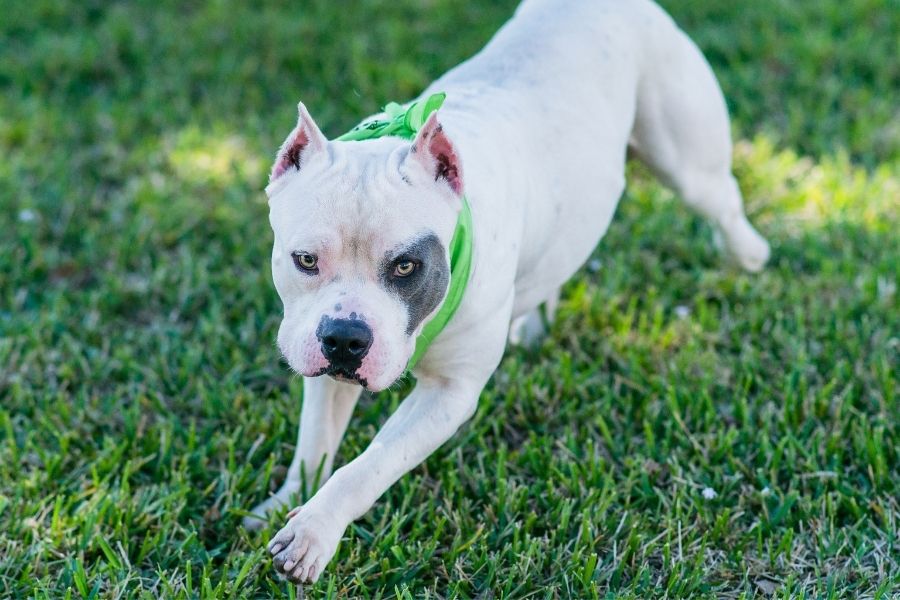 white pitbull