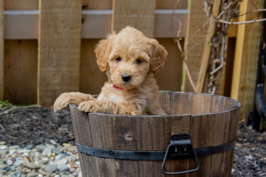 The Toy Goldendoodle: The Perfect Pet for Your Family? - Taglec