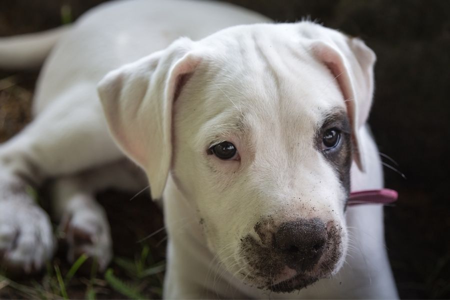 white pitbull with black spots