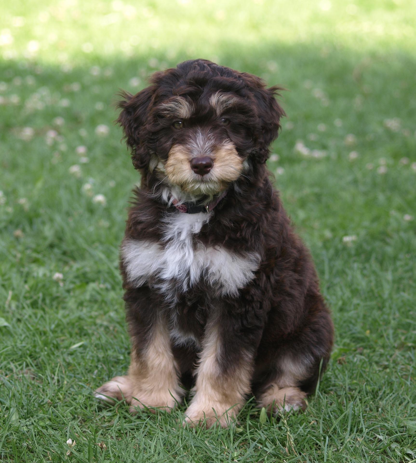 Mini poodle hot sale aussie mix