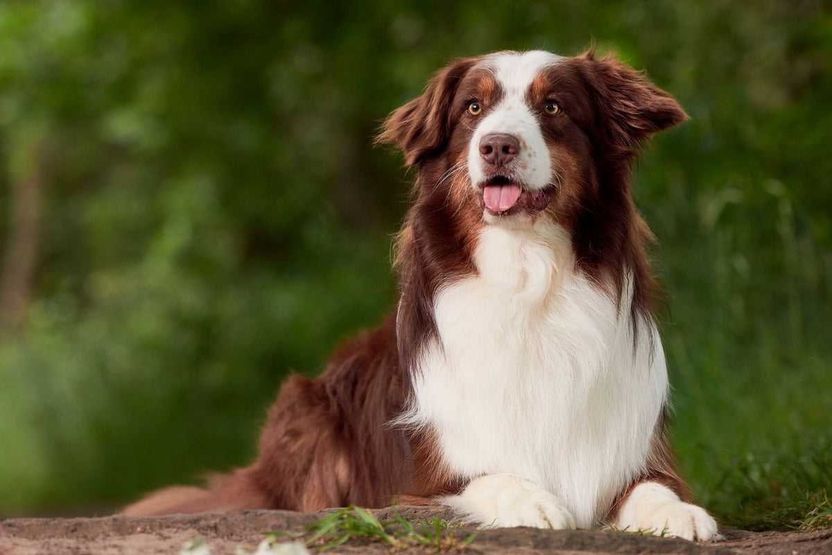 The 10 Different Colors of Australian Shepherds | Taglec 2022 updates