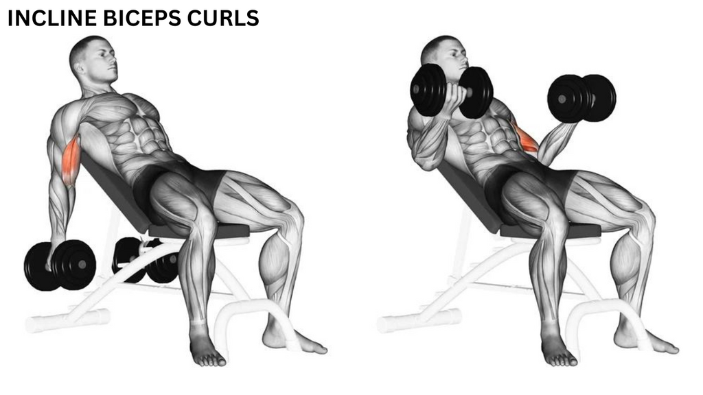 Bodybuilding Biceps - Incline Dumbbell Biceps Curls