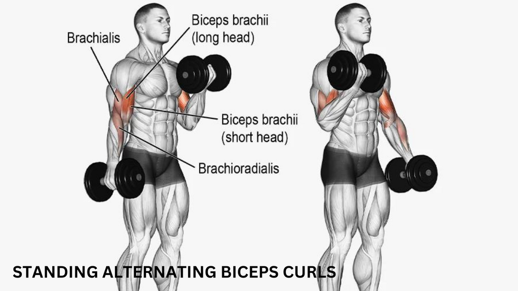 Bodybuilding Biceps - Alternating Dumbbell Biceps Curls