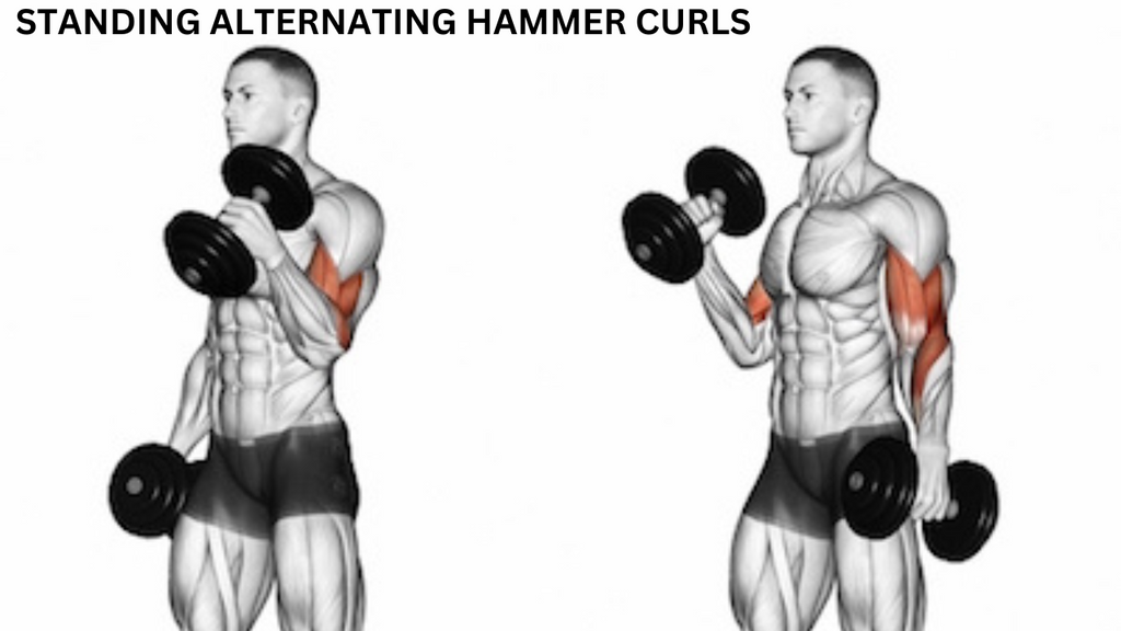 BODYBUILDING BICEPS GYM WORKOUT - HAMMER BICEPS CURLS