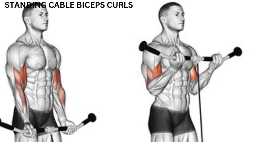 GYM WORKOUT - STANDING CABLE BICEPS CURLS