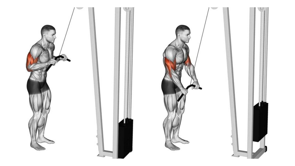 BODYBUILDING TRICEPS WORKOUT - CABLE TRICEPS PRESSDOWN