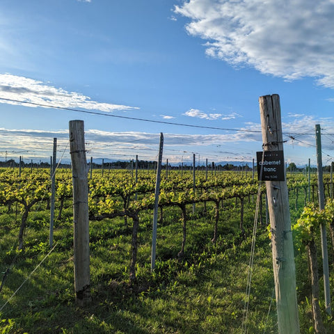 Barollo vineyards
