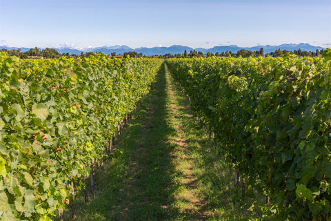 Viñedos de Barollo