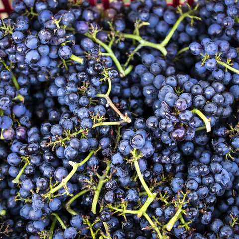 Cabernet francés