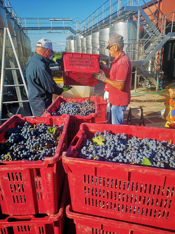 2022 Barollo harvest