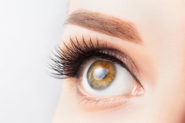 Female eye with long eyelashes, beautiful makeup and light brown eyebrow 