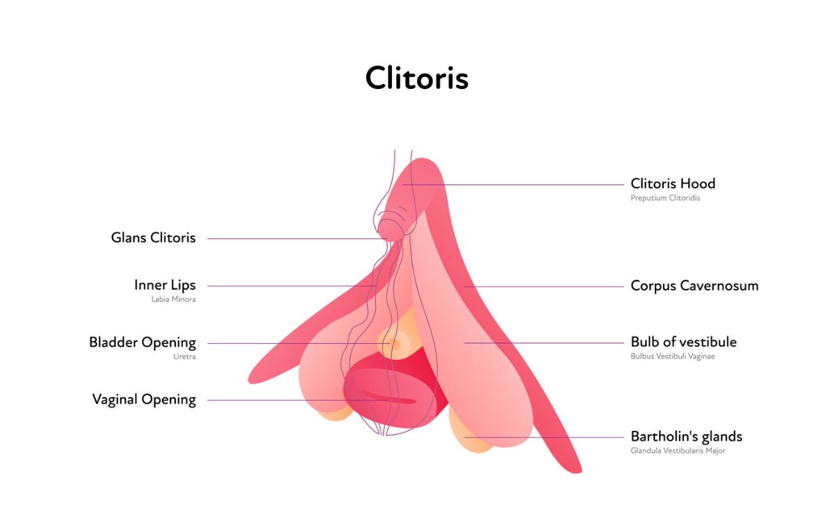 The Female Clitoris Mapped in 2009