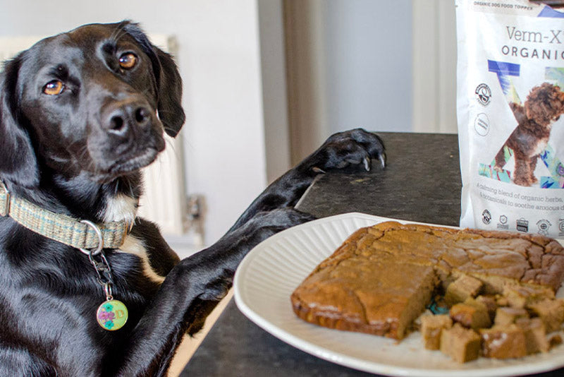 Recipe Liver Cake for Dogs VermX