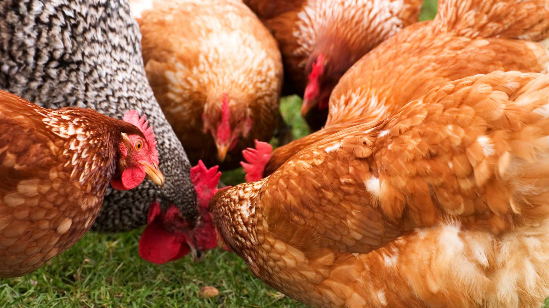 How to keep chickens healthy naturally