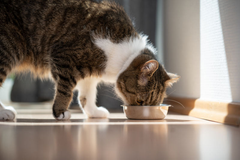 What is best for my cat to eat?