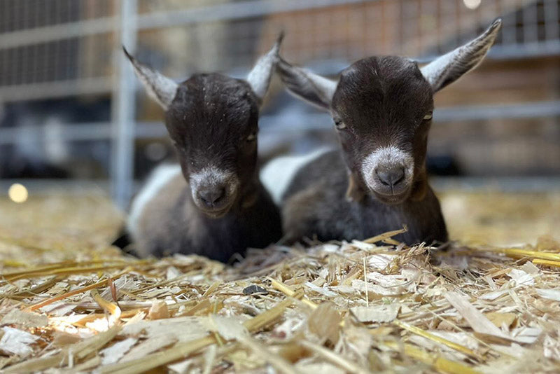 Introducing the Pygmy Goat 🐐 a very cute pet 😍 #pygmygoats #goat #cu, Pygmy  Goat