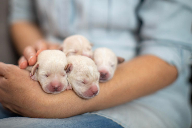 how much dewormer to give a puppy