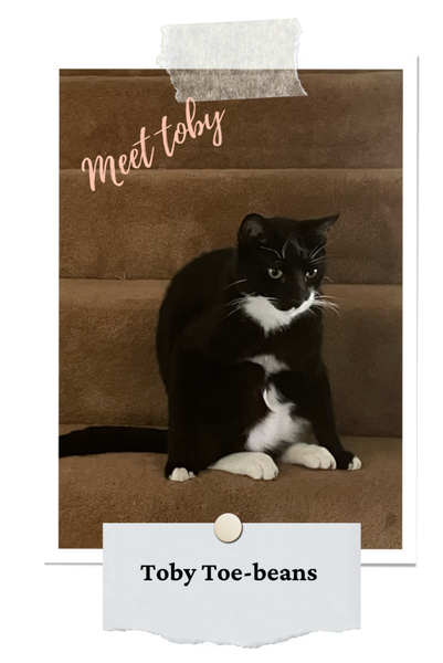 picture of black and white cat on stairs