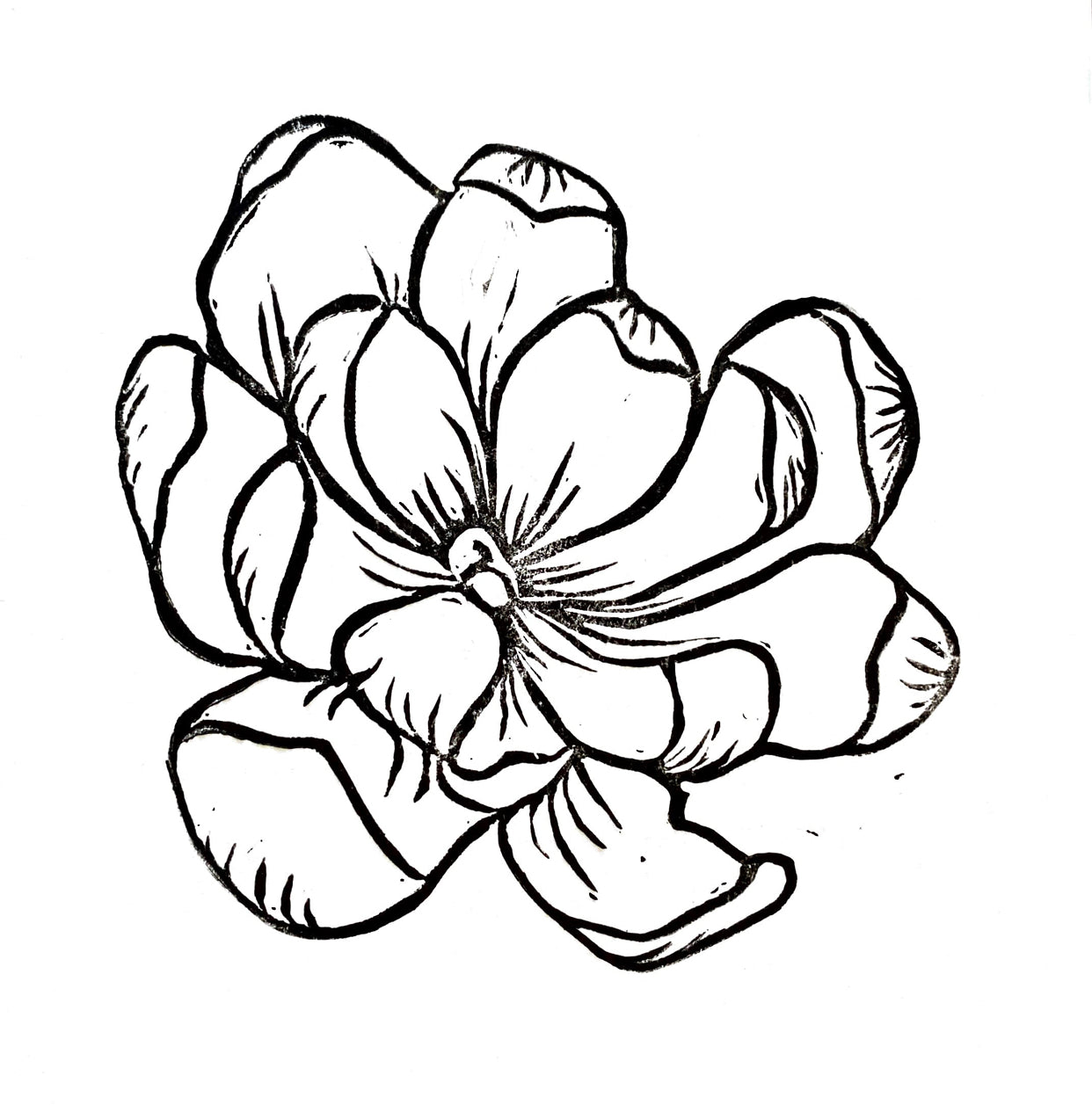 magnolia flower drawing step by step