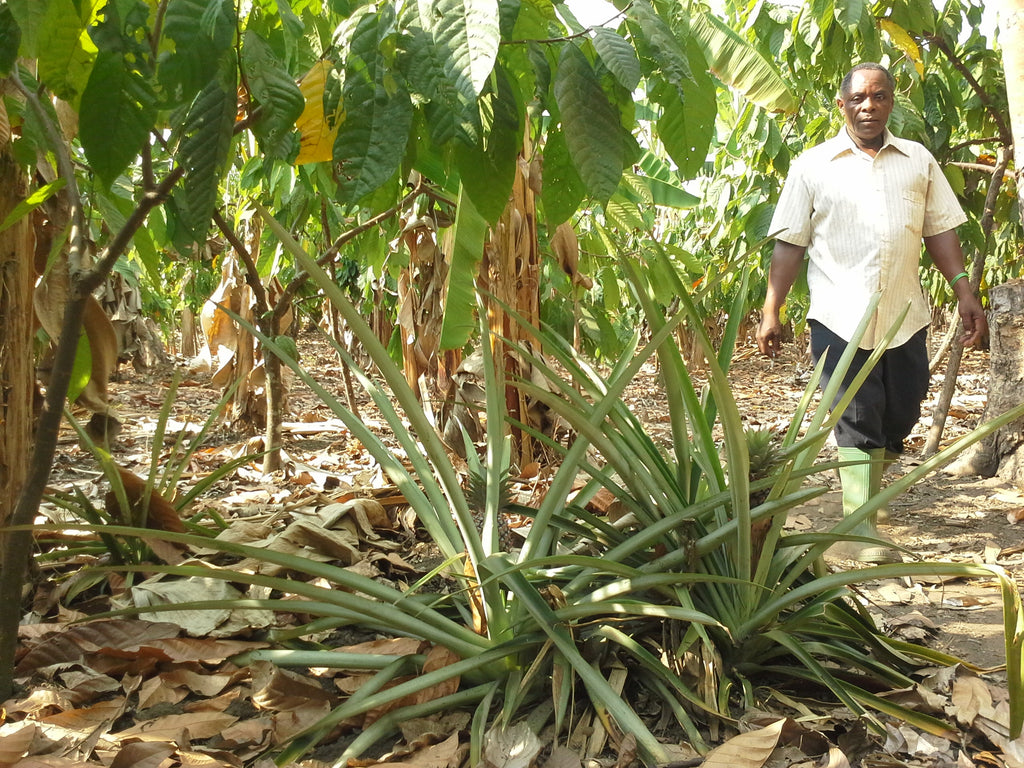 Plantation de cacaoyers en Tanzanie