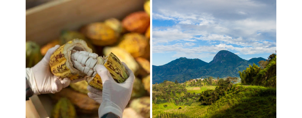 Image sur les cabosses de cacao et paysage de Pérou