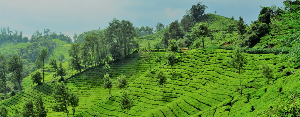 Image sur Kerala, Inde