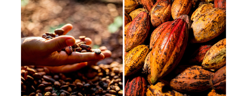 Fèves et cabosses de cacao