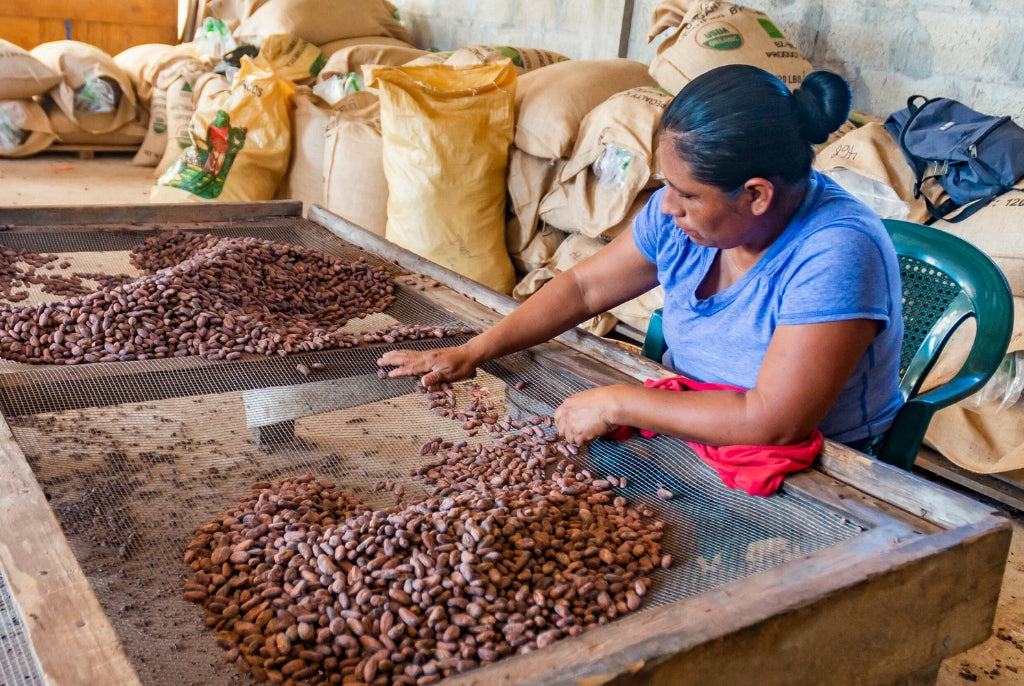 Tri des fèves de cacao Maya Mountain