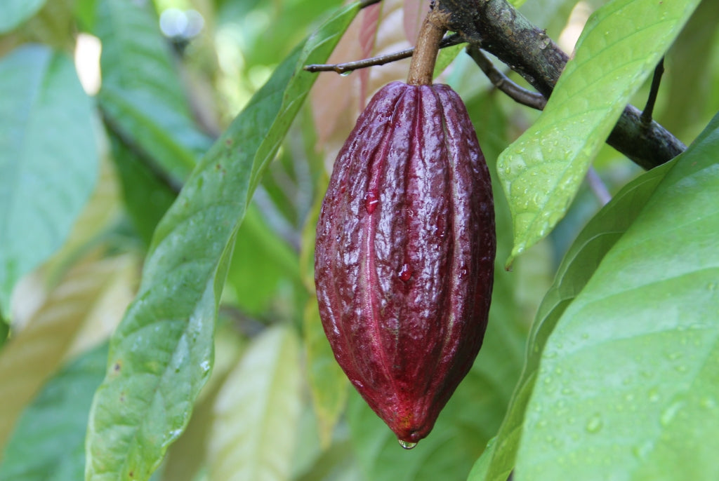 Cabosse cacao