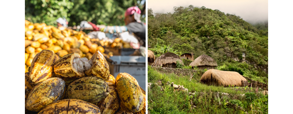 Image de cabosses de cacao et paysage de Papouasie