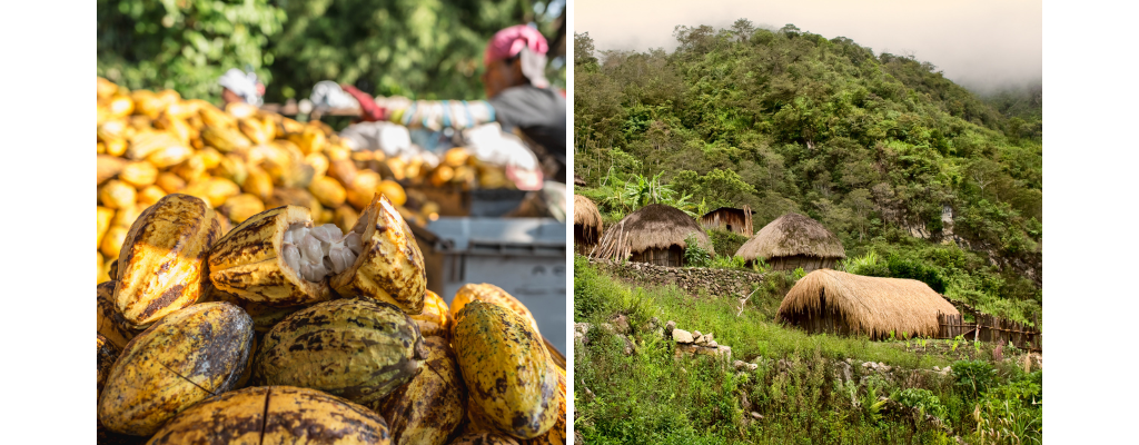 Image of cocoa pods and landscape of Papua