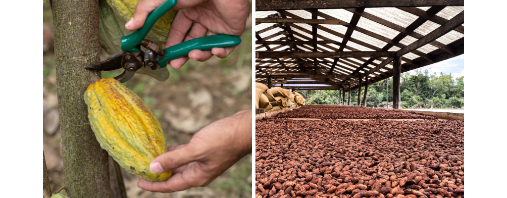 Image avec des cabosses et fèves de cacao