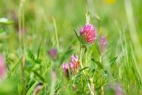 Field of green with pink thistle plants