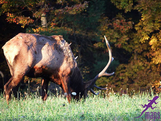 Elk Bull Feeding