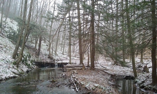 The Hook Natural Area Bald Eagle State Forest PA