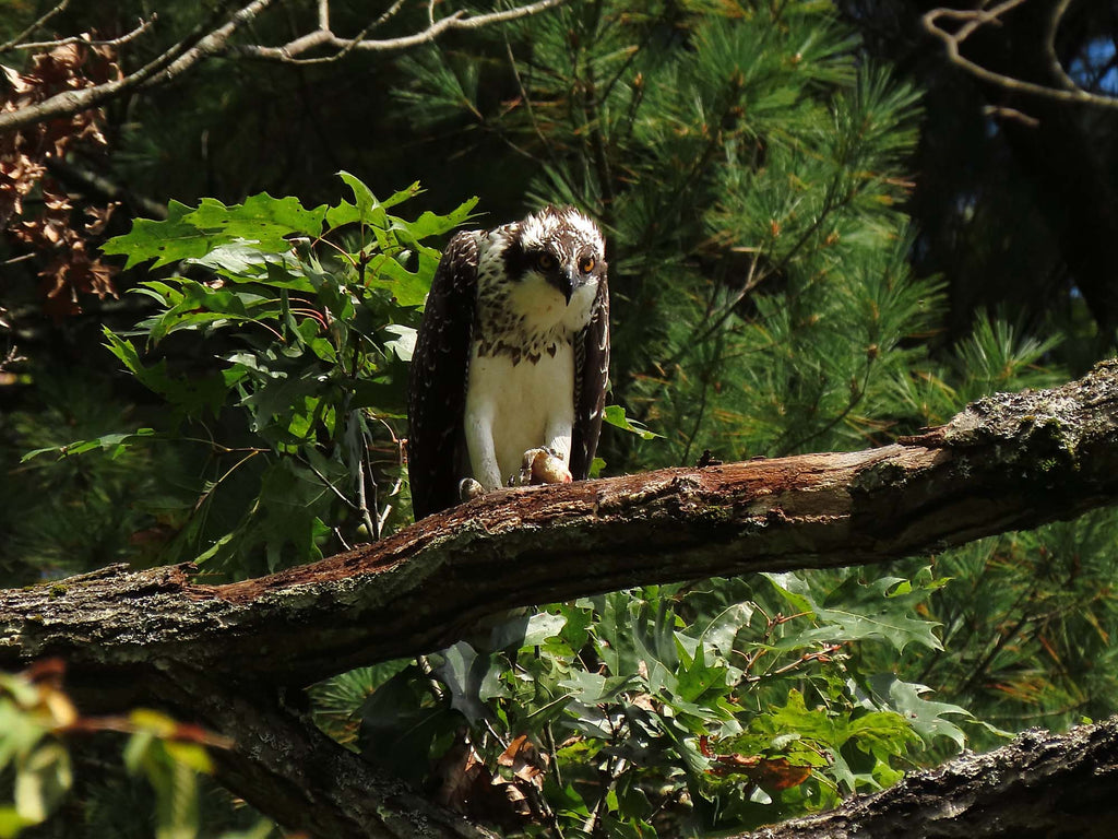Osprey at Cook Forest