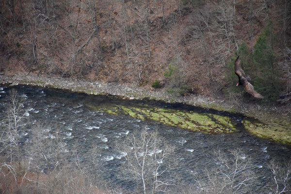 Turkey Vulture Over Pine Creek Pennsylvania