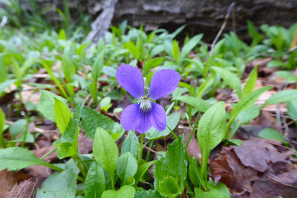 Alpine Marsh Violet