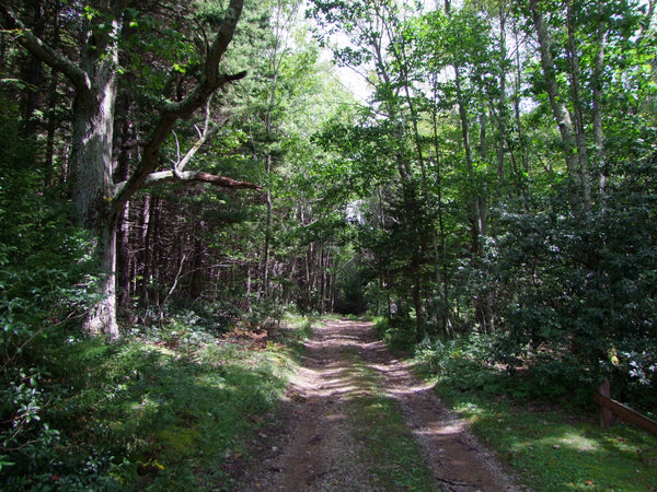 Monongahela National Forest West Virginia