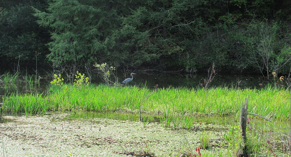 Great Blue Heron at Shaver's Creek Environmental Center