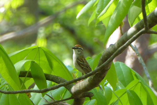 Songbird Monongahela National Forest WV