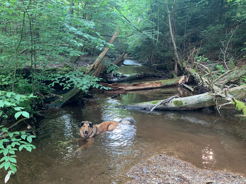 Karma cooling off in the creek 