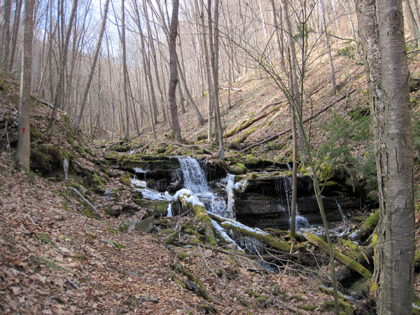 Tioga State Forest Pennsylvania