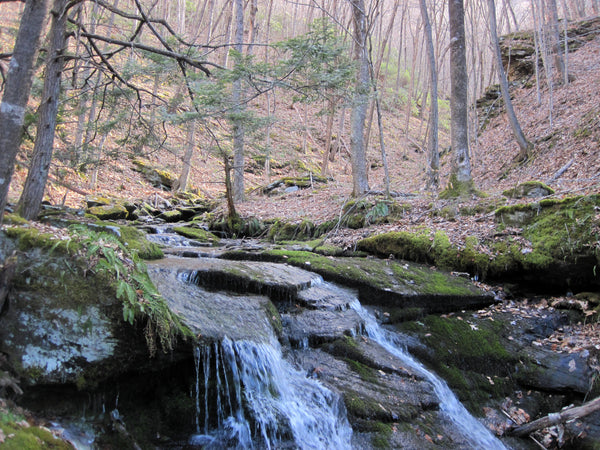 Tioga State Forest Pennsylvania