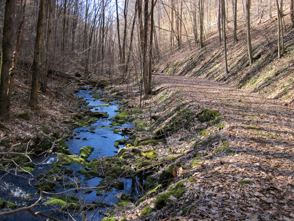 Tioga State Forest Pennsylvania