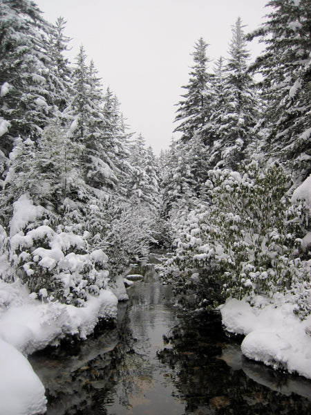 Dolly Sods Wilderness West Virginia